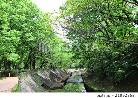 和田堀公園の新緑 21992868