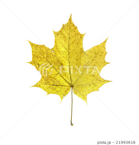 Yellow maple leaf isolated on white background. Yellow maple leaf isolated on white background. 21993616