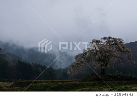 里山の一本桜 里山の一本桜 21994342