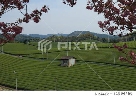 八女大茶園 八女大茶園 21994460