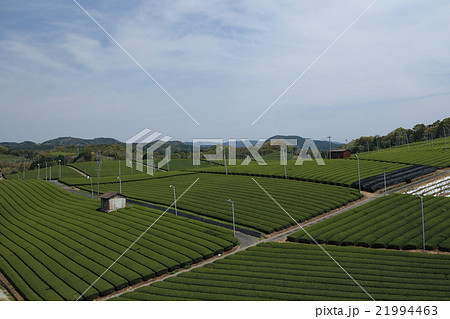 八女大茶園 八女大茶園 21994463
