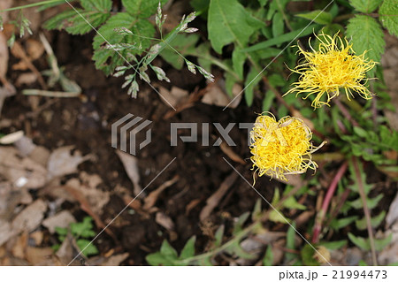 タンポポ? タンポポ? 21994473