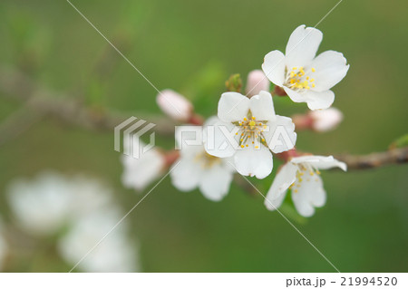 サクラ-エドヒガン(愛知県木曽川堤) サクラ-エドヒガン(愛知県木曽川堤) 21994520