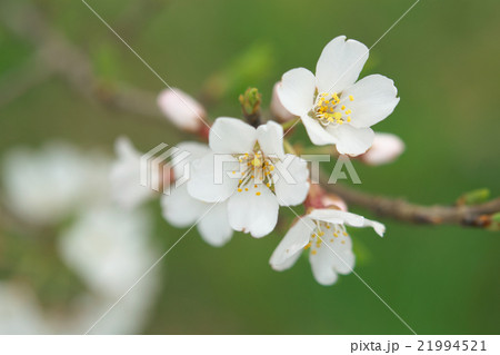 サクラ-エドヒガン(愛知県木曽川堤) サクラ-エドヒガン(愛知県木曽川堤) 21994521