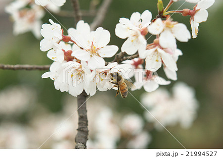 サクラ-エドヒガン(愛知県木曽川堤) サクラ-エドヒガン(愛知県木曽川堤) 21994527