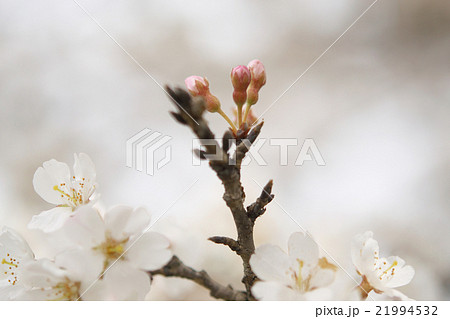 サクラ-エドヒガン(愛知県木曽川堤) サクラ-エドヒガン(愛知県木曽川堤) 21994532