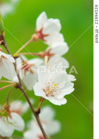 サクラ-エドヒガン（愛知県木曽川堤） 21994539