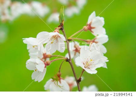 サクラ-エドヒガン(愛知県木曽川堤) サクラ-エドヒガン(愛知県木曽川堤) 21994541