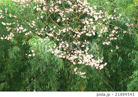 サクラ-エドヒガン(愛知県木曽川堤) サクラ-エドヒガン(愛知県木曽川堤) 21994543