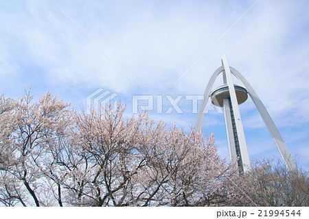 サクラ-エドヒガン(愛知県木曽川堤) サクラ-エドヒガン(愛知県木曽川堤) 21994544