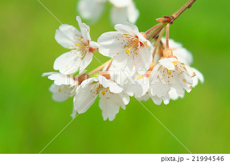 サクラ-エドヒガン(愛知県木曽川堤) サクラ-エドヒガン(愛知県木曽川堤) 21994546