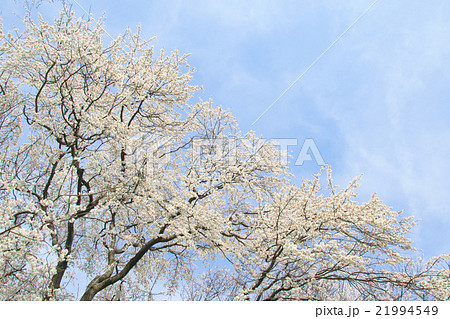 サクラ-エドヒガン（愛知県木曽川堤） 21994549