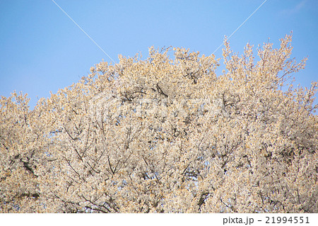 サクラ-エドヒガン(愛知県木曽川堤) サクラ-エドヒガン(愛知県木曽川堤) 21994551