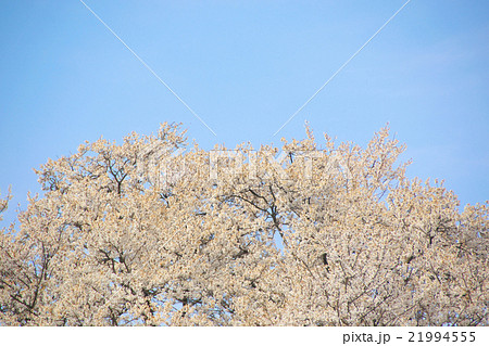 サクラ-エドヒガン(愛知県木曽川堤) サクラ-エドヒガン(愛知県木曽川堤) 21994555