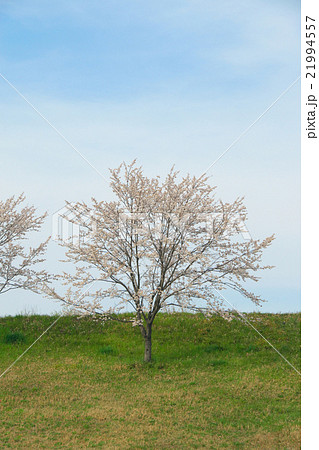 サクラ-エドヒガン(愛知県木曽川堤) サクラ-エドヒガン(愛知県木曽川堤) 21994557