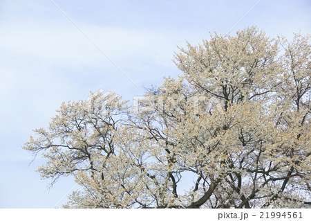 サクラ-エドヒガン(愛知県木曽川堤) サクラ-エドヒガン(愛知県木曽川堤) 21994561