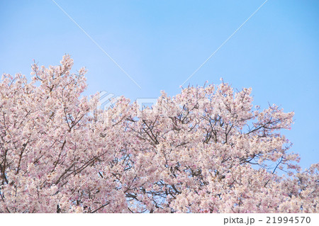 サクラ-エドヒガン(愛知県木曽川堤) サクラ-エドヒガン(愛知県木曽川堤) 21994570