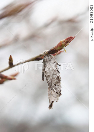 ミノムシとサクラ 21995005