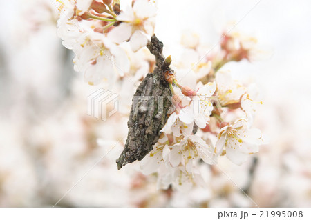 ミノムシとサクラ ミノムシとサクラ 21995008