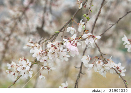 シダレザクラ（愛知県木曽川堤） 21995036