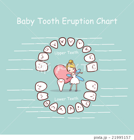 Baby tooth chart eruption record 21995157