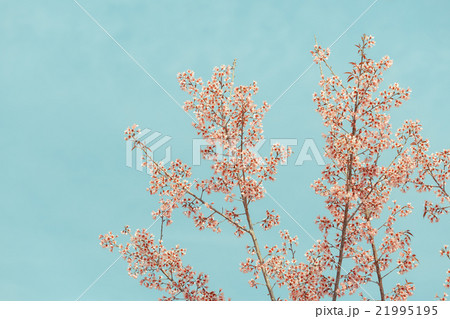 Wild Himalayan Cherry spring blossom 21995195