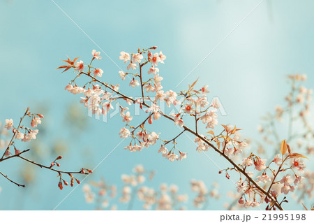Wild Himalayan Cherry spring blossom 21995198