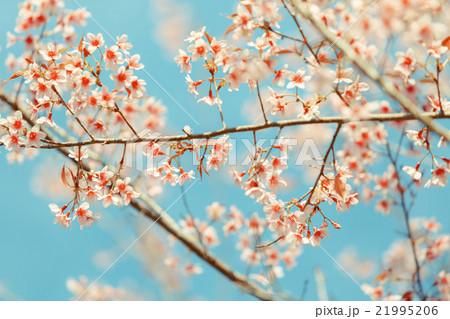 Wild Himalayan Cherry spring blossom 21995206
