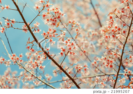 Wild Himalayan Cherry spring blossom 21995207
