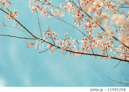Wild Himalayan Cherry spring blossom 21995208