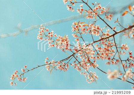 Wild Himalayan Cherry spring blossom 21995209