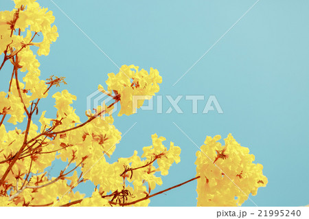 Yellow tabebuia flower blossom 21995240