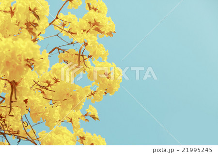 Yellow tabebuia flower blossom 21995245
