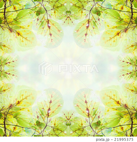 Beautiful green Leaves on the branches Beautiful green Leaves on the branches 21995375