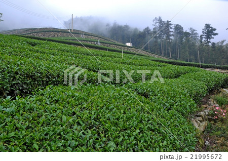 茶畑 紅茶農園 茶園 21995672