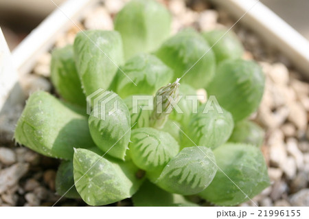 多肉植物ハオルチア オブツーサの花芽の写真素材