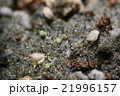 多肉植物コノフィツム・ブルゲリの発芽 21996157
