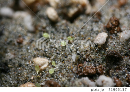 多肉植物コノフィツム ブルゲリの発芽の写真素材