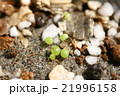 多肉植物コノフィツムの発芽のクローズアップ 21996158