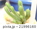 多肉植物の青鎖竜錦 21996160