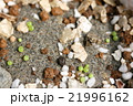 多肉植物コノフィツム達のたくさん発芽した姿 21996162