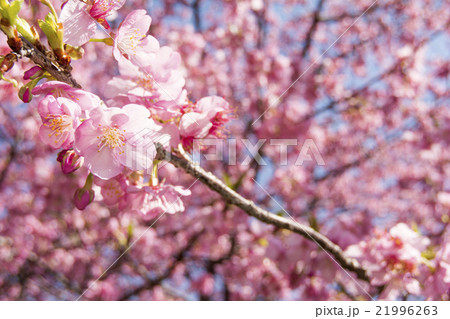 河津桜の花 21996263