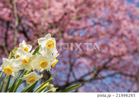 河津桜をバックに水仙の花 河津桜をバックに水仙の花 21996265