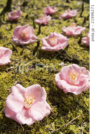 苔の上に落ちた椿の花の写真素材