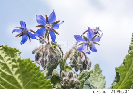 空の下のルリジサの花 空の下のルリジサの花 21996284
