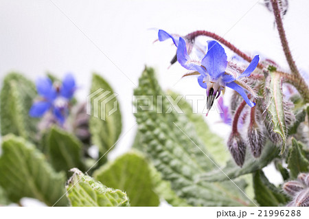 白背景のルリジサの花 白背景のルリジサの花 21996288