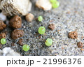 多肉植物コノフィツムの発芽した姿のクローズアップ 21996376