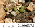 発芽した多肉植物コノフィツムのクローズアップ 21996378