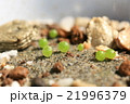 発芽した多肉植物コノフィツム達のコロンとした姿 21996379