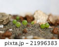 透けて見える多肉植物コノフィツムの発芽した姿 21996383